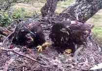 Concern at disappearance of white-tailed eagle as tracker found near Petersfield