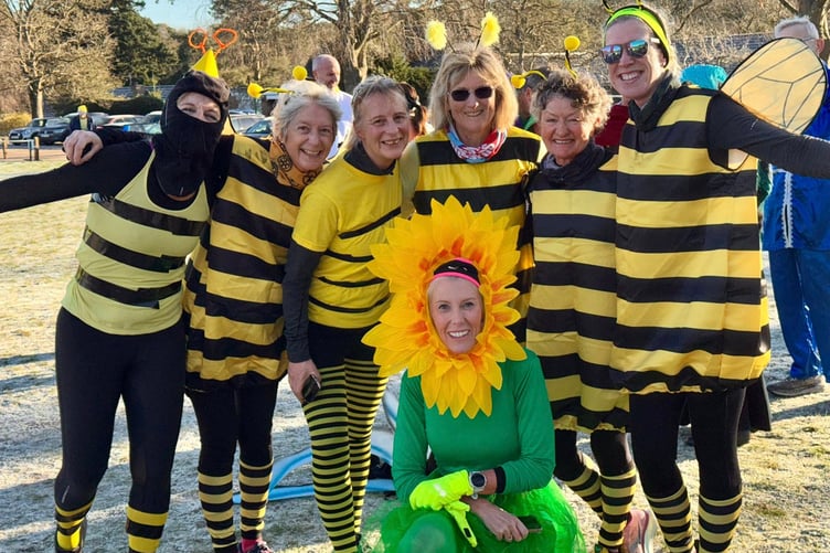 The bees land on a sunflower
