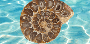 Play at Phoenix tells the story of fossil hunter Mary Anning