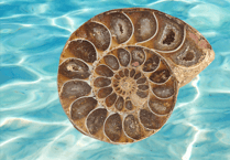 Play at Phoenix tells the story of fossil hunter Mary Anning