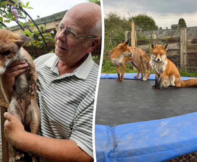 WATCH: Council orders Hampshire man to remove foxes from his home