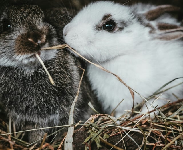 Free museum trips, animal therapy and cookery classes on offer