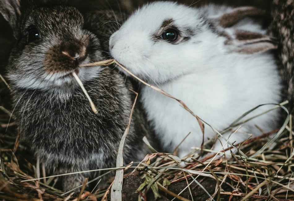 Free museum trips, animal therapy and cookery classes on offer