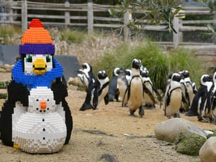 Birdworld unveils brick penguin trail for half term