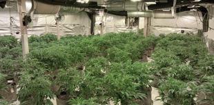 Four arrested as large cannabis farm discovered near Farnham