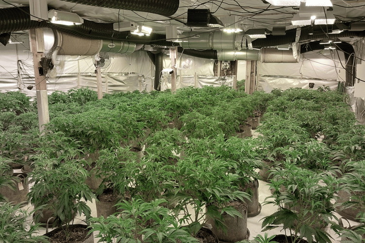 Crondall Cannabis Farm