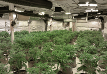 Four arrested as large cannabis farm discovered near Farnham