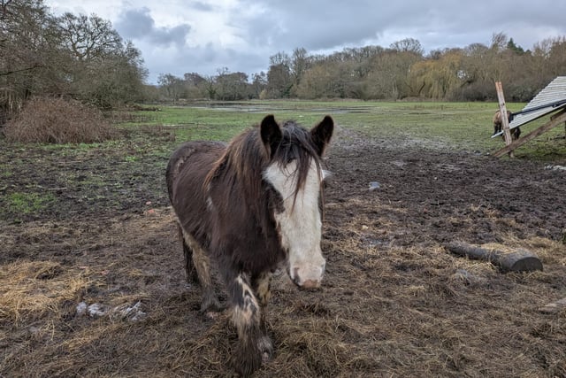 Owner of horses on saturated Elstead field hits back at critics