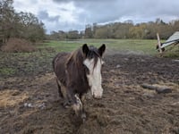 Owner of horses on saturated Elstead field hits back at critics