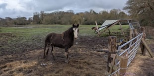 Police seize Elstead horses amid welfare concerns