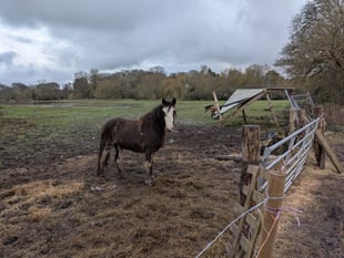 Police seize Elstead horses amid welfare concerns