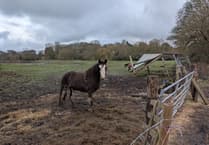 Police seize Elstead horses amid welfare concerns
