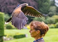 Four Marks falconer drops into Farnham for Maltings talk