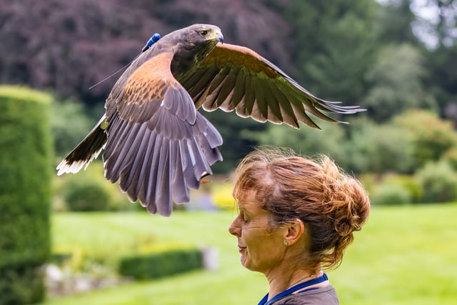 Four Marks falconer drops into Farnham for Maltings talk