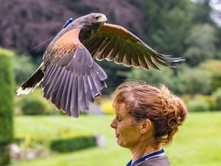 Four Marks falconer drops into Farnham for Maltings talk