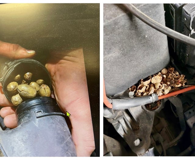 Nut case as Petersfield mechanics make cracking discovery