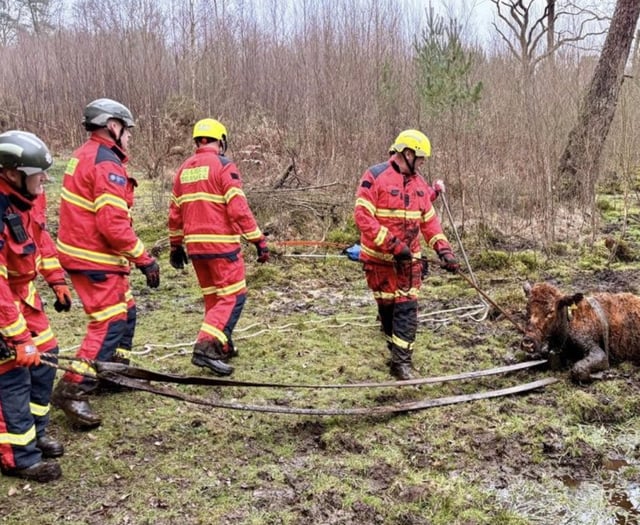 High steaks as firefighters rescue cow from deep mud