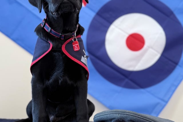 Puppy plea to help raise assistance dogs