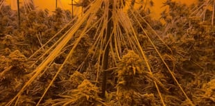 Cannabis farms raided as police crackdown on organised crime