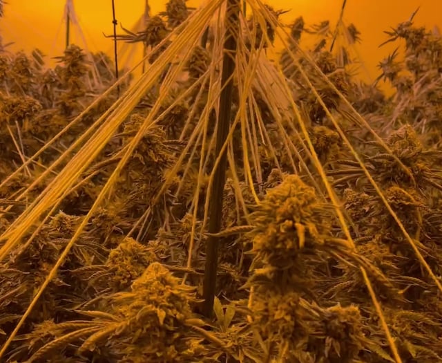 Cannabis farms raided as police crackdown on organised crime