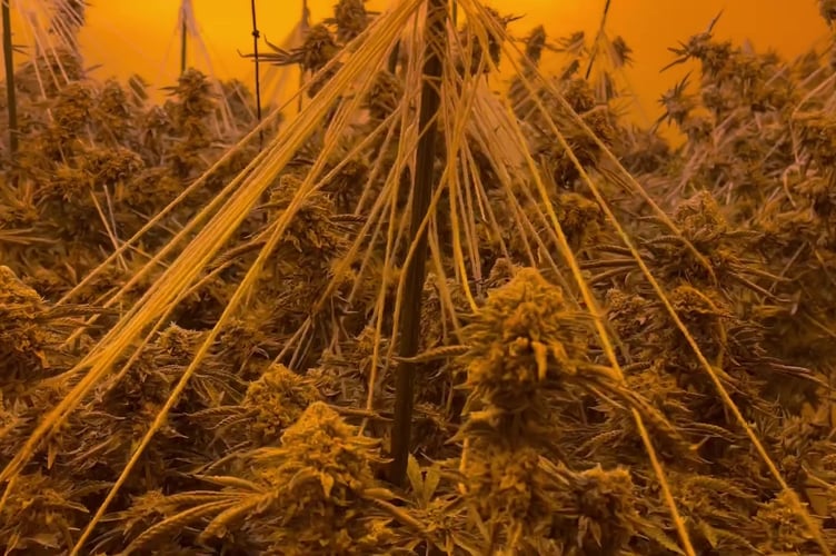 Hampshire Cannabis Farm