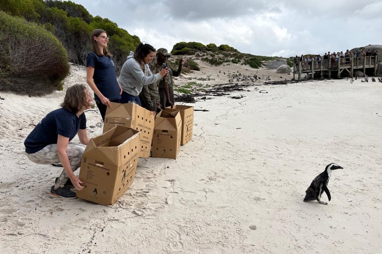 Mandy Glass, Conservation Education Team Lead at Birdworld, helps release an African penguin in South Africa.