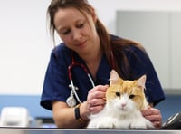 A purr-fect time for a check-up at Tongham vets