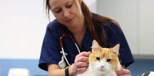A purr-fect time for a check-up at Tongham vets