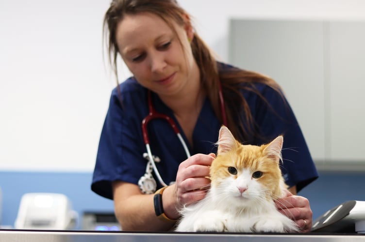 Pet Doctors Tongham Cat check
