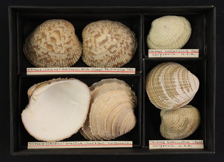 A selection of shells from Haslemere Museum’s extensive natural history collection.