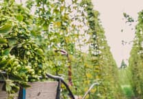 The bitter end: Centuries of hop growing history to end on Puttenham estate