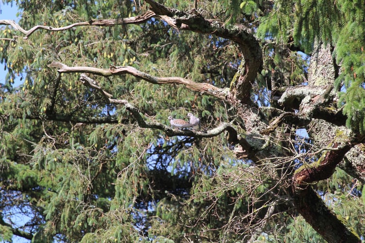 Turtle doves in the South Downs National Park.