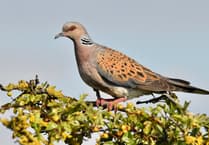 Four turtle doves? Hampshire project brings iconic bird back from the brink