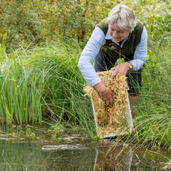 Wey to go as more water voles released into river