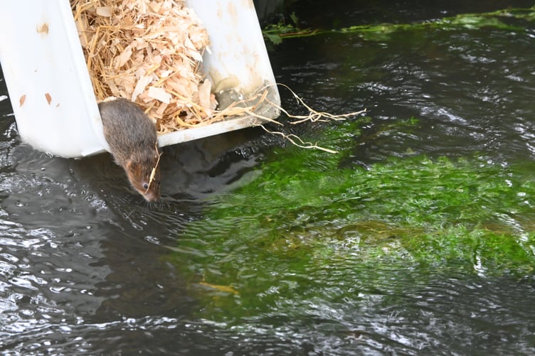 FH Water Vole Release National Trust