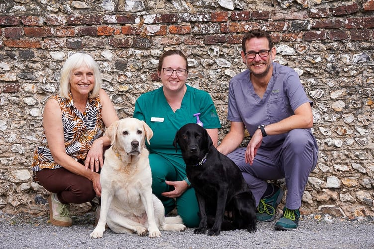 St Peter's Vets Petersfield Droxford Labradors swallow
