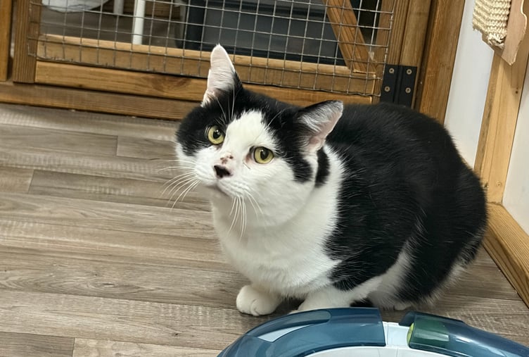 Henry the cat recovers in Woking after being shot with an air gun.