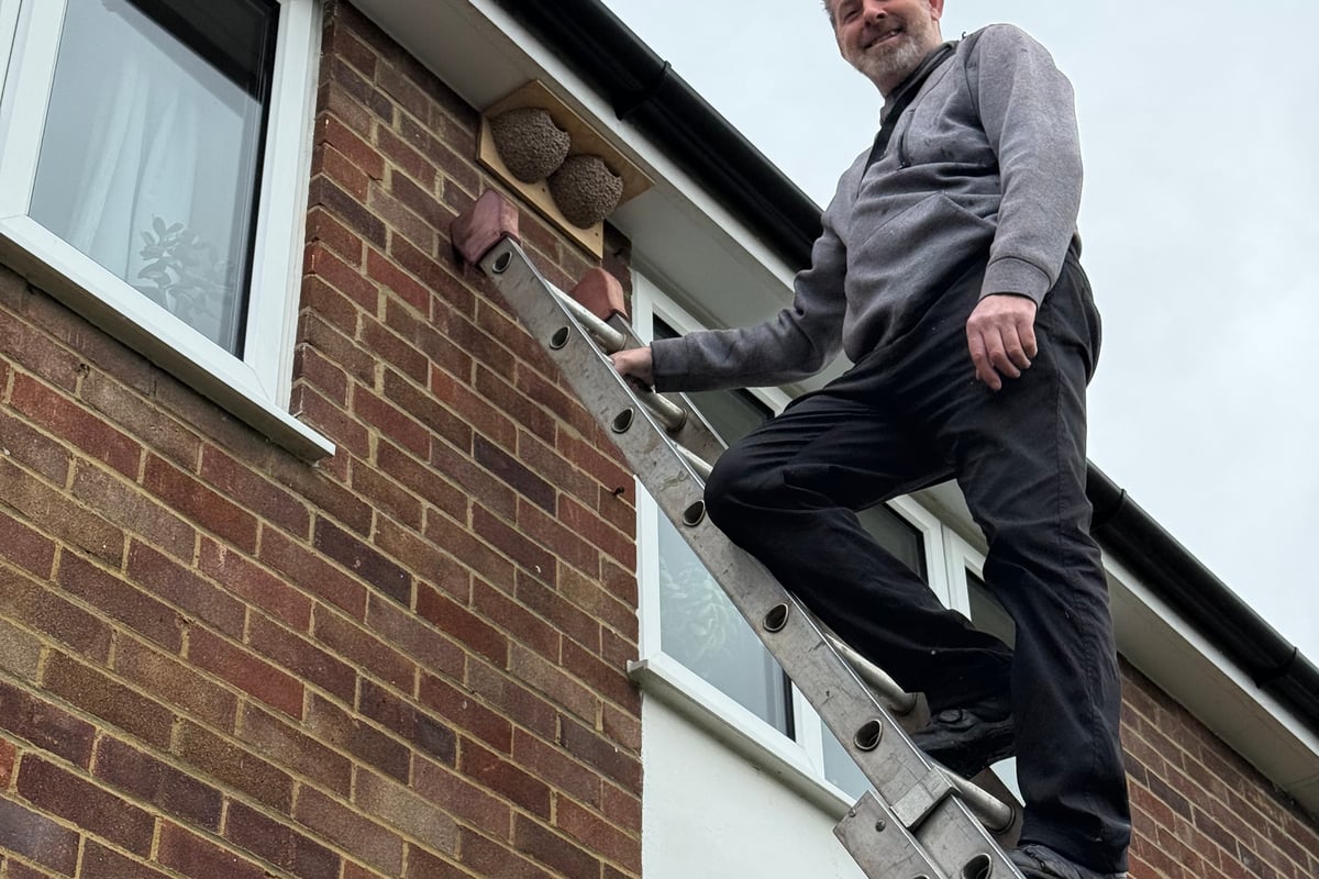 Hampshire offers free nests to help threatened house martins