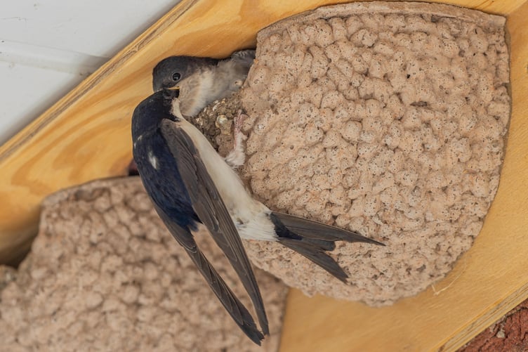House martins using a nest cup, October 2026.